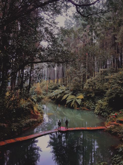 Detail Gambar Sungai Dan Hutan Pinus Number 3