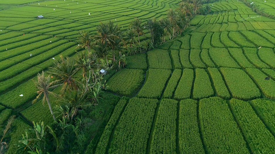 Gambar Sawah Untuk Materi Sekolah 6b43