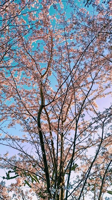 Detail Foto Bunga Sakura Saat Mekar Number 7