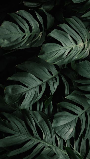 Detail Gambar Daun Tropis Estetik Number 3