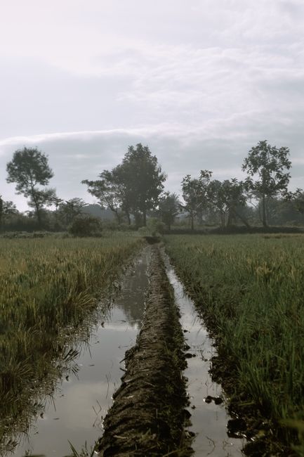 Detail Foto Hujan Di Tengah Sawah Number 18