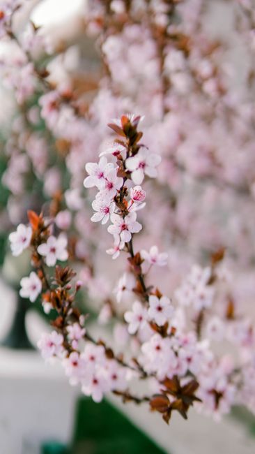 Detail Foto Bunga Sakura Saat Mekar Number 18