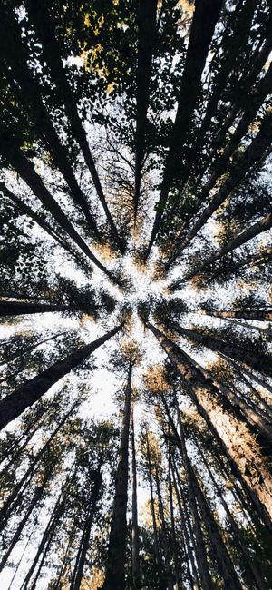 Detail Wallpaper Hutan Untuk Layar Hp Number 7