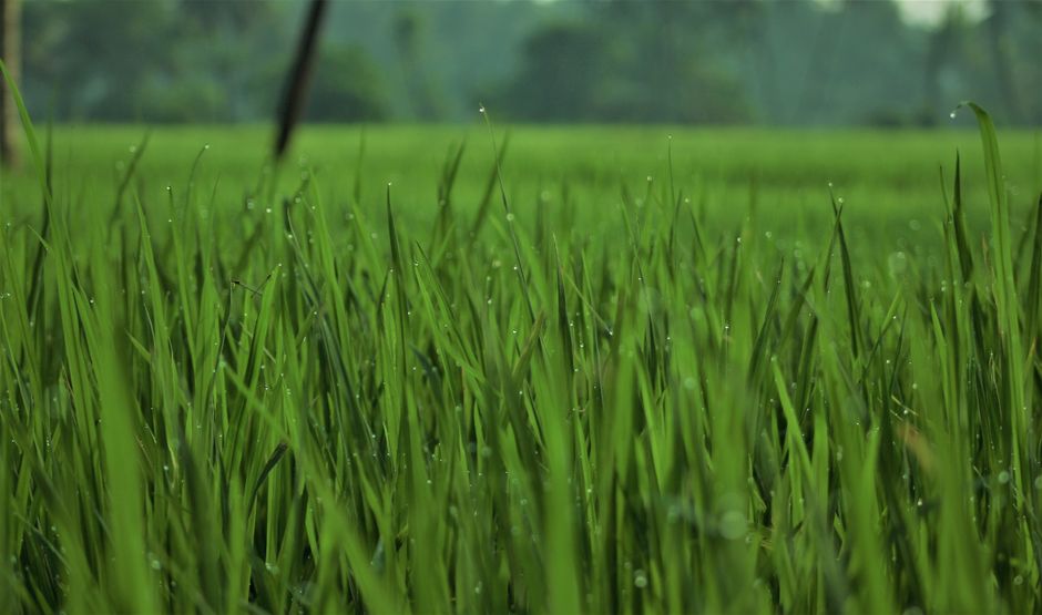 Detail Wallpaper Sawah Hd Untuk Laptop Number 7