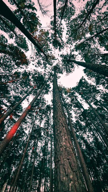 Detail Wallpaper Hutan Untuk Layar Hp Number 4