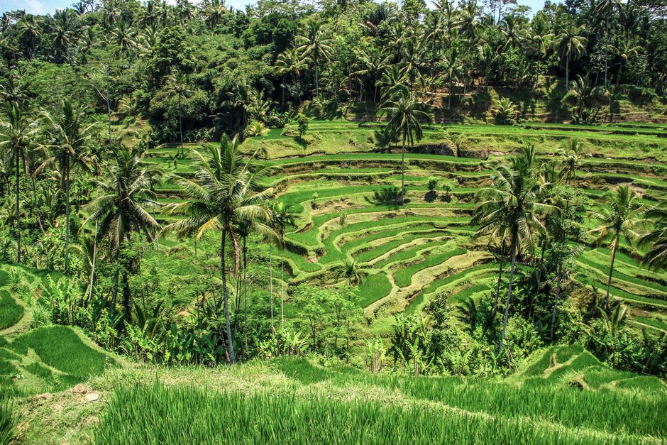Detail Foto Sawah Hijau Di Bali Number 5