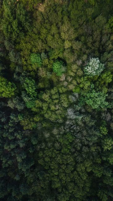 Detail Foto Pemandangan Hutan Dari Atas Number 16
