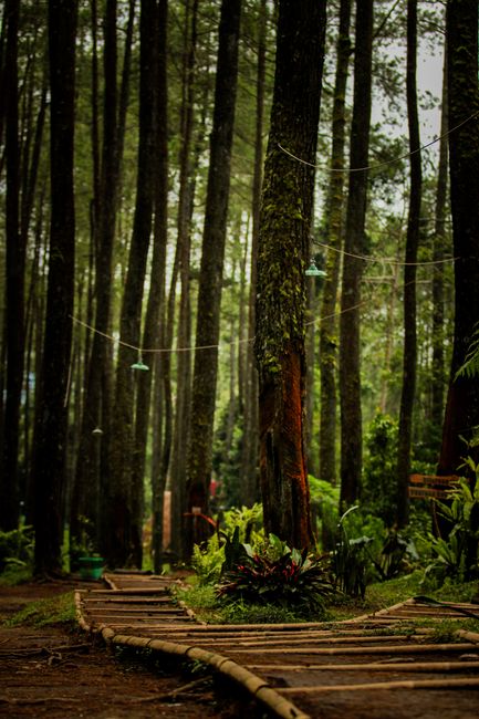 Detail Wallpaper Hutan Untuk Layar Hp Number 19