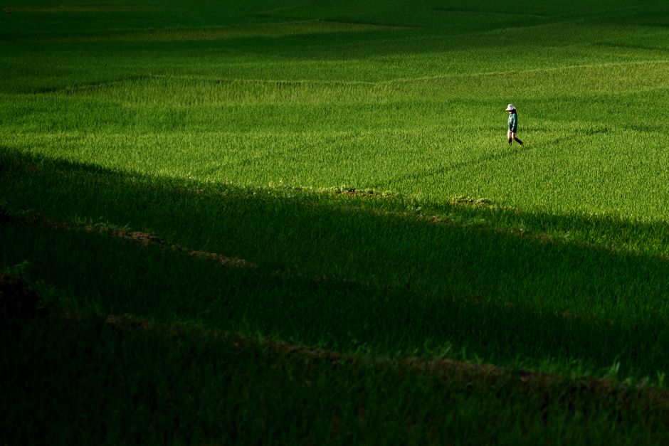 Detail Gambar Sawah Kartun Yang Mudah Number 20