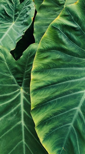Detail Gambar Daun Tropis Estetik Number 12