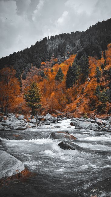 Detail Wallpaper Sungai Dan Hutan 4k Number 16