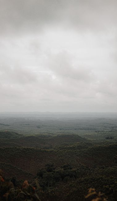 Detail Gambar Panorama Hutan Tropis Number 12
