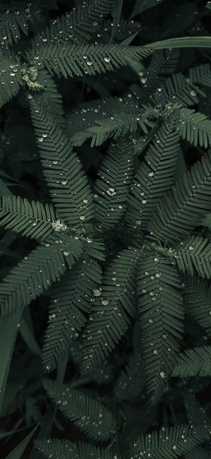 Detail Wallpaper Daun Hijau Minimalis Number 8