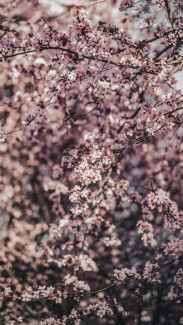 Detail Wallpaper Bunga Sakura Hd Number 15
