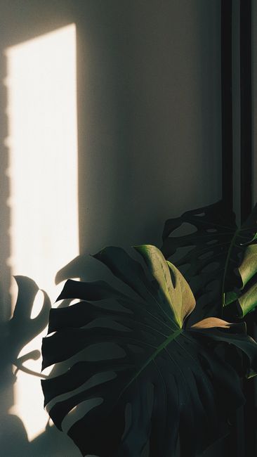 Gambar Tanaman Monstera Aesthetic C81b