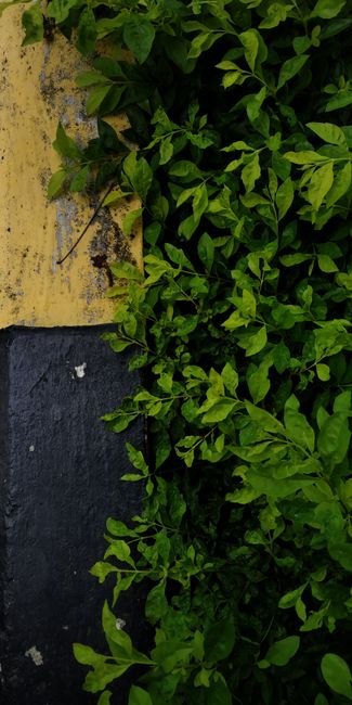 Detail Wallpaper Daun Hijau Minimalis Number 16