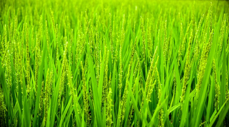 Wallpaper Sawah Hd Untuk Laptop 0714