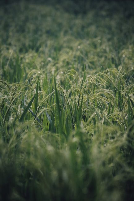 Detail Foto Hujan Di Tengah Sawah Number 17