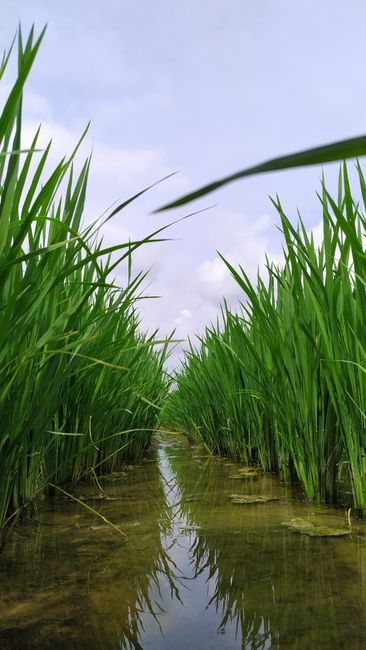 Detail Foto Hujan Di Tengah Sawah Number 9