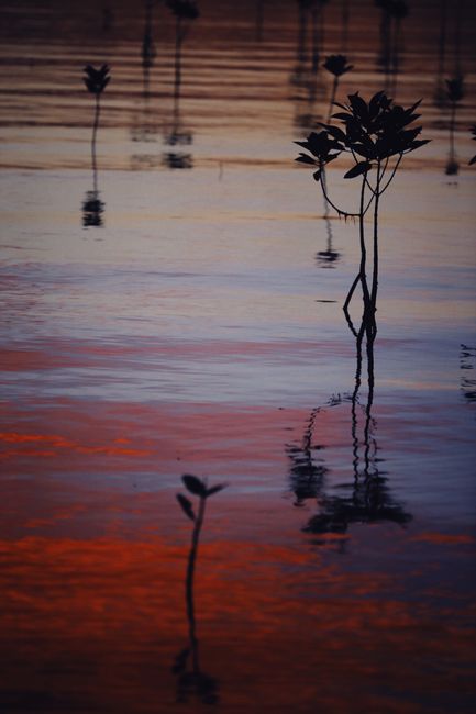 Detail Gambar Hutan Mangrove Yang Lestari Number 7