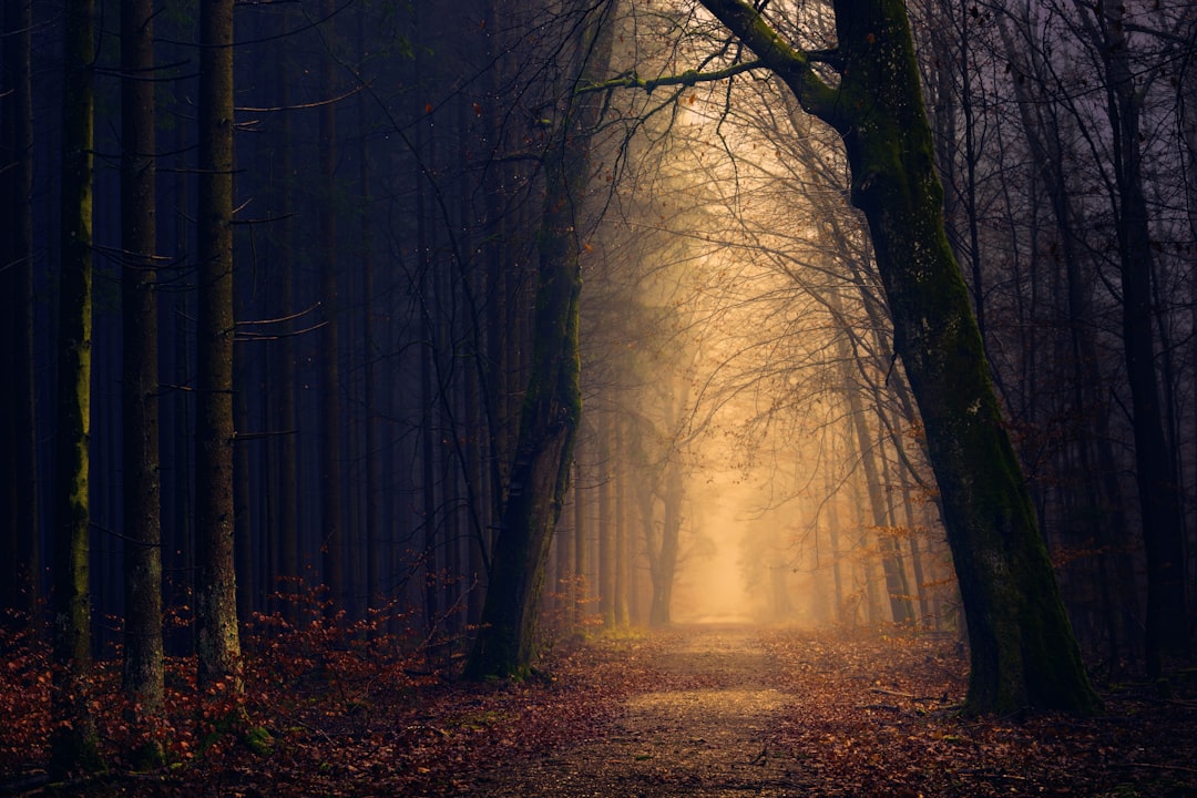 Wallpaper Hutan Moody Untuk Laptop
