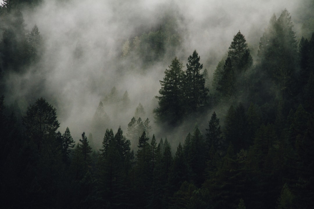 Wallpaper Nature Aesthetic Untuk Hp