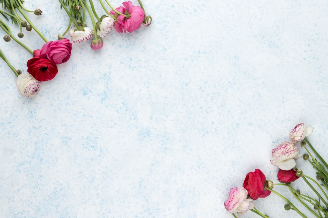 Frische Fruehlingsblumen Als Hintergrund Bild Ddd0