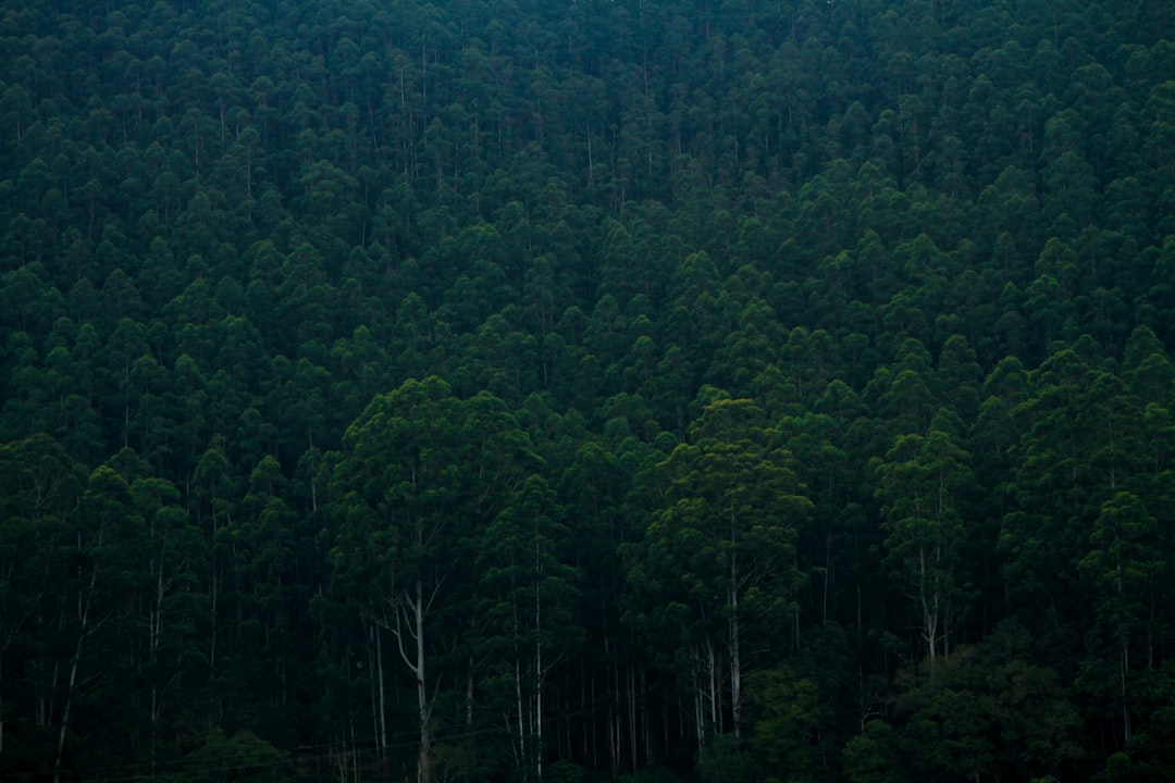 Detail Gambar Hutan Aesthetic Warna Hijau Number 10