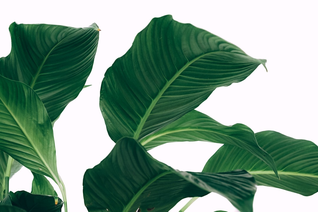 Detail Gambar Daun Tropis Png Gratis Number 4