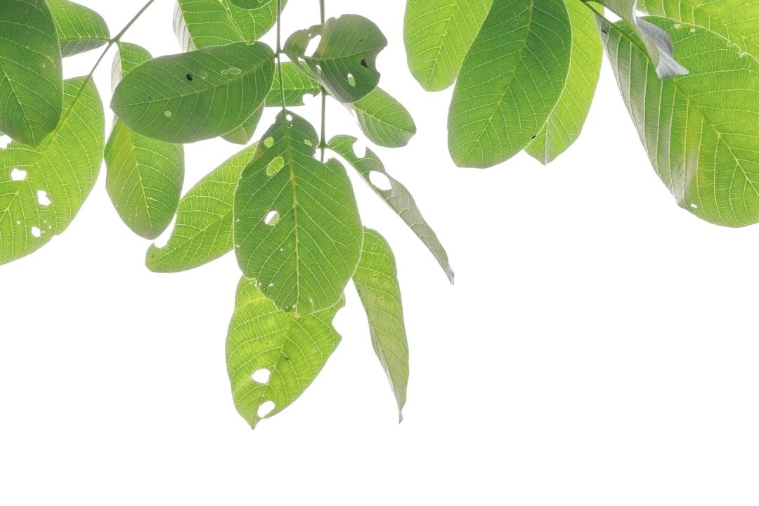 Detail Gambar Daun Tropis Png Gratis Number 8