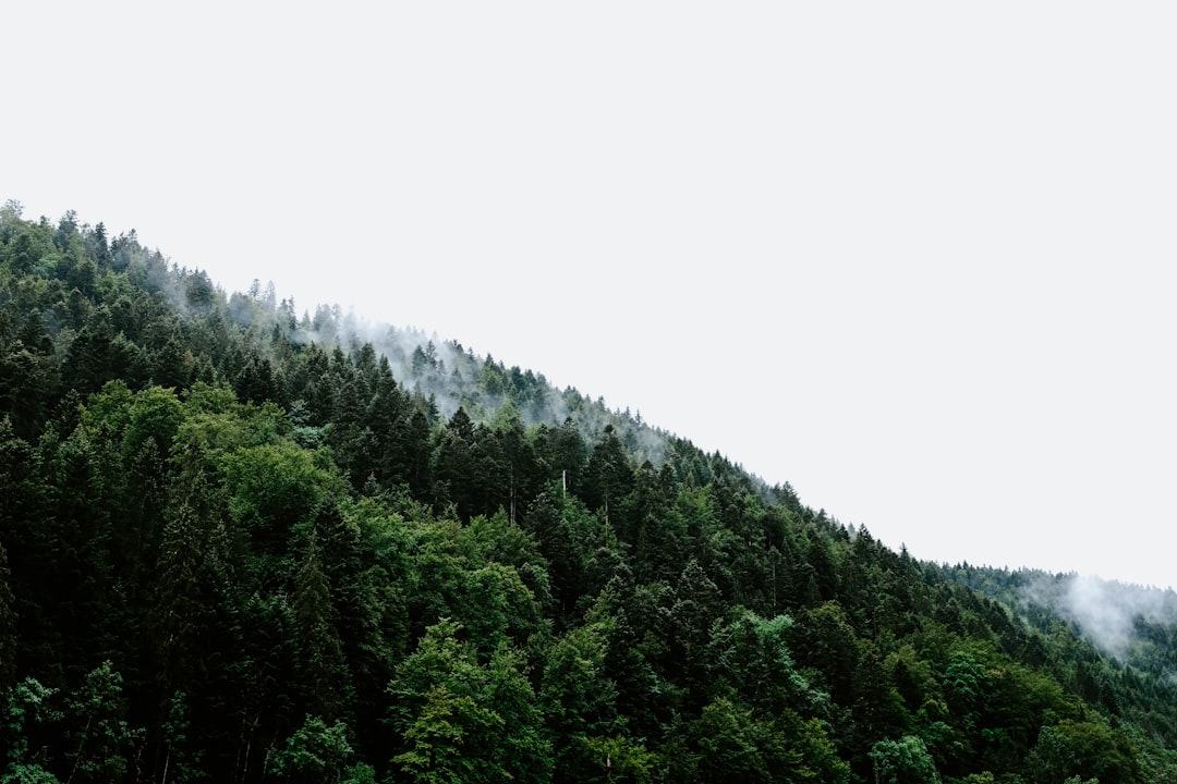 Detail Gambar Hutan Aesthetic Warna Hijau Number 11