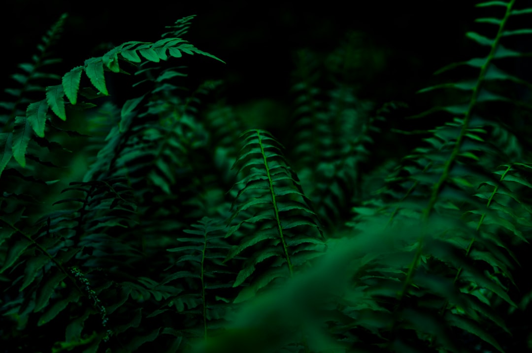 Detail Gambar Hutan Aesthetic Warna Hijau Number 9