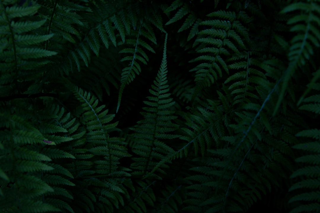 Detail Gambar Hutan Aesthetic Warna Hijau Number 2