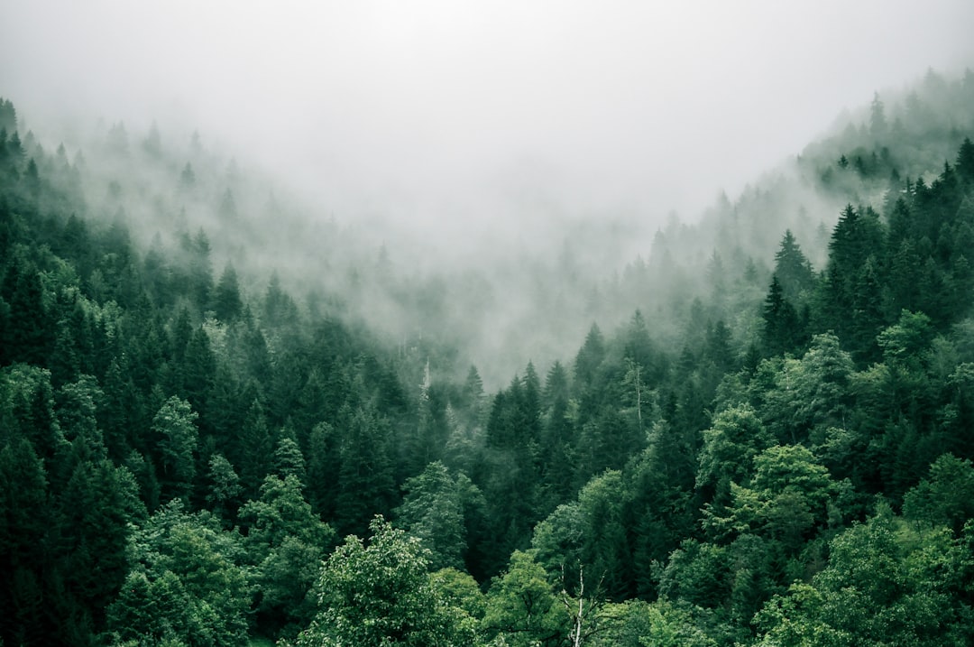 Gambar Hutan Aesthetic Warna Hijau 188b