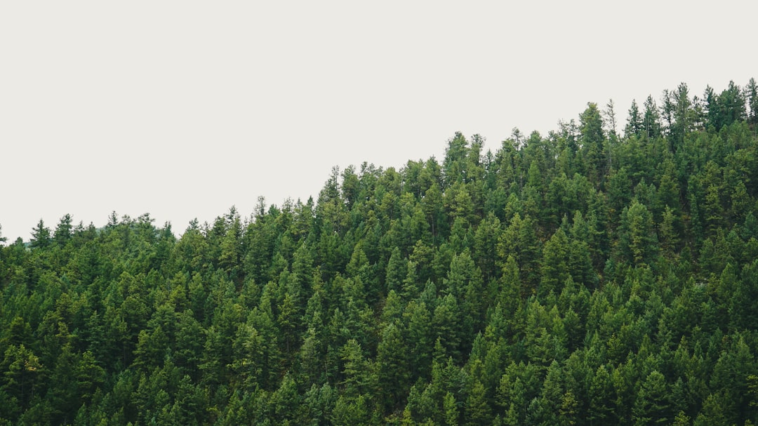 Detail Gambar Hutan Aesthetic Warna Hijau Number 13