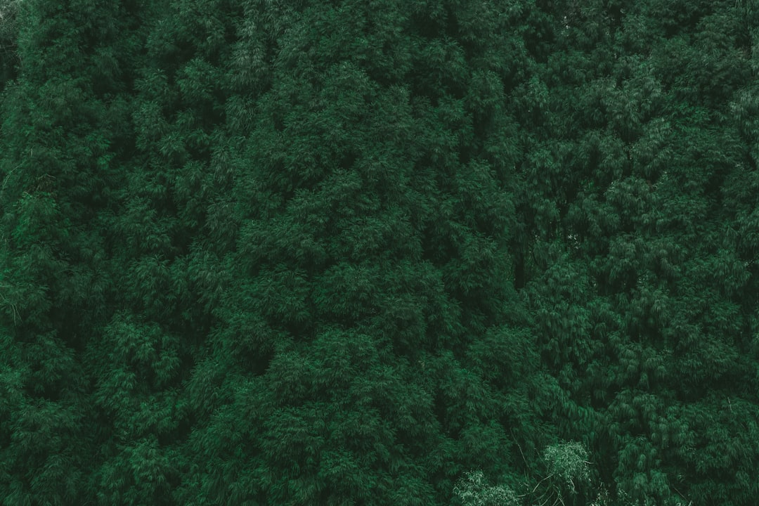 Detail Gambar Hutan Aesthetic Warna Hijau Number 17