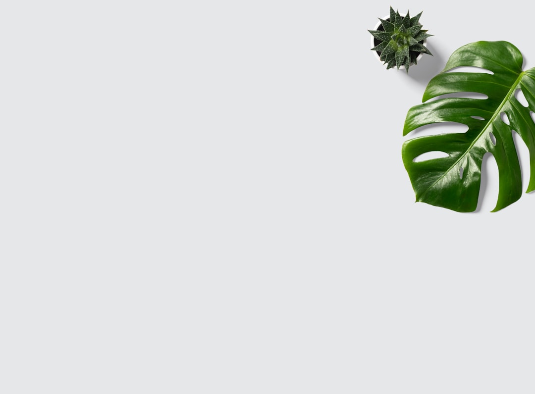Detail Gambar Daun Tropis Png Gratis Number 14