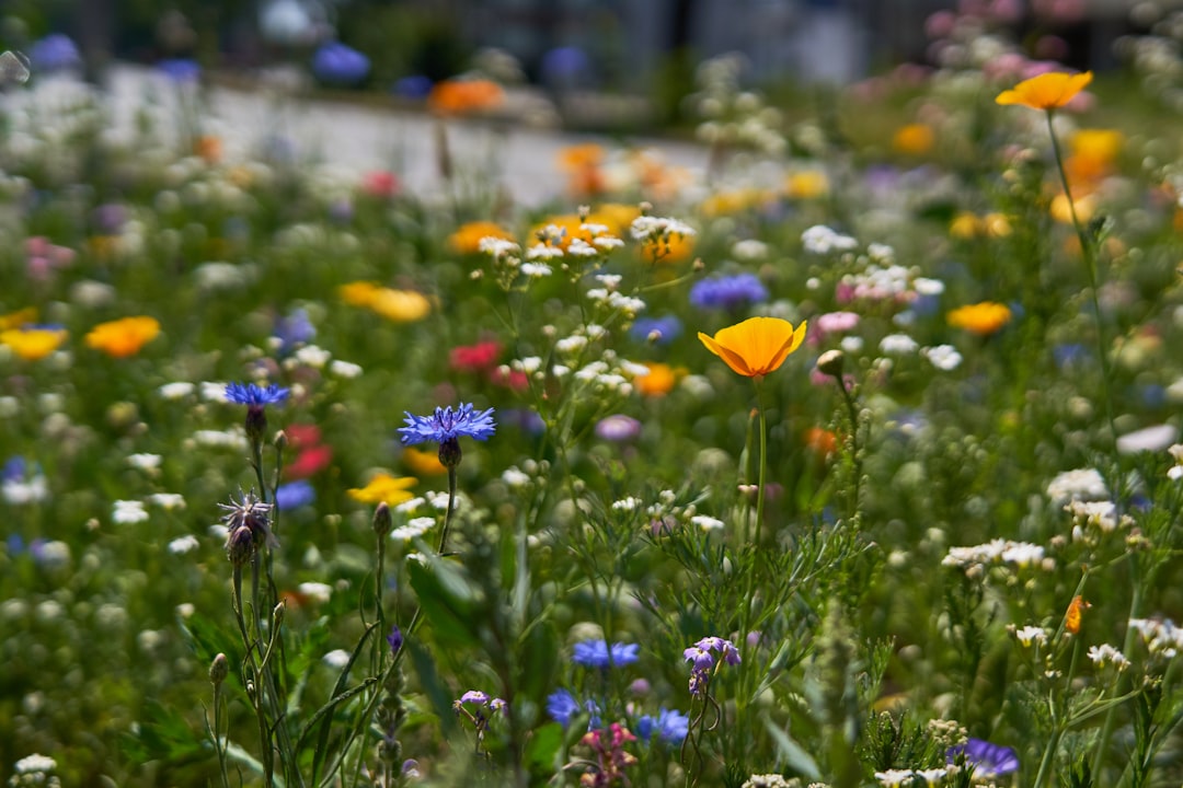 Wiesenblumen Wildblumen Sommer Bunt 4bcb