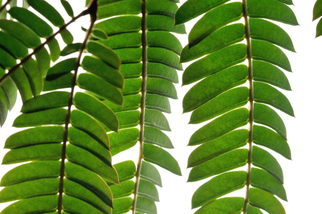 Detail Gambar Daun Tropis Png Gratis Number 18