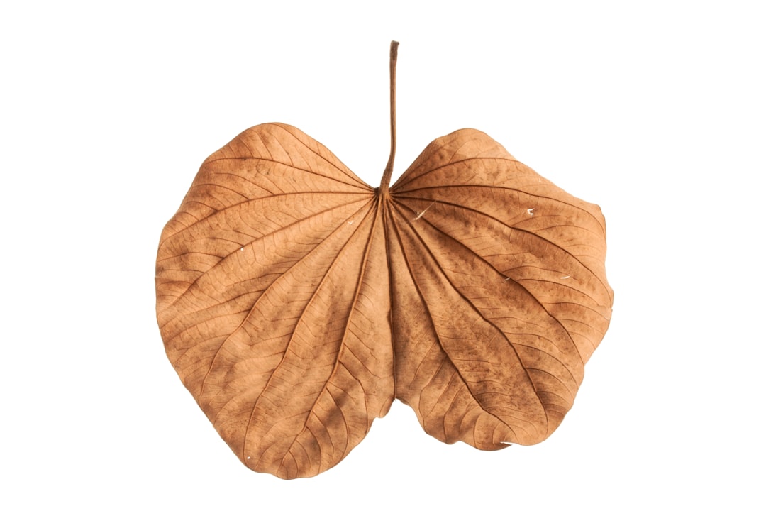 Detail Gambar Daun Tropis Png Gratis Number 9