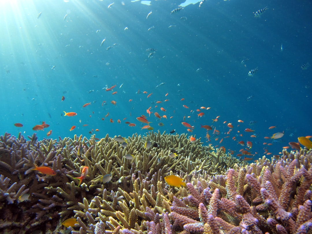 Korallenriff Wissenschaftliche Unterwasserforschung Foto C143