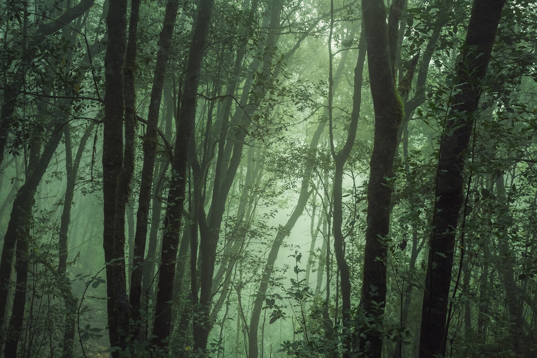 Detail Gambar Hutan Aesthetic Warna Hijau Number 5