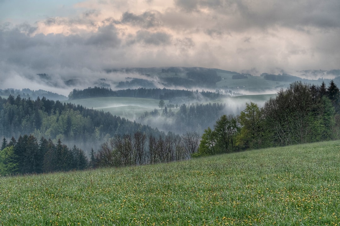 Schwarzwald Waldweg Nebel Am Morgen Stimmungsvoll 4ed8