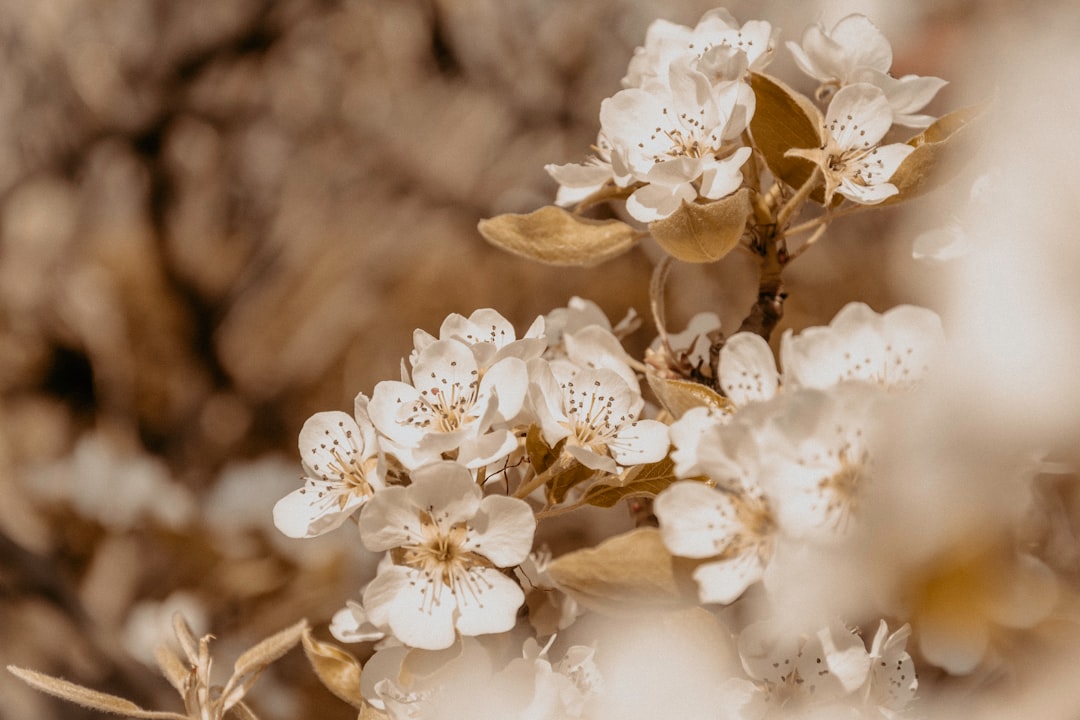 Detail Background Nature Aesthetic Beige Number 2