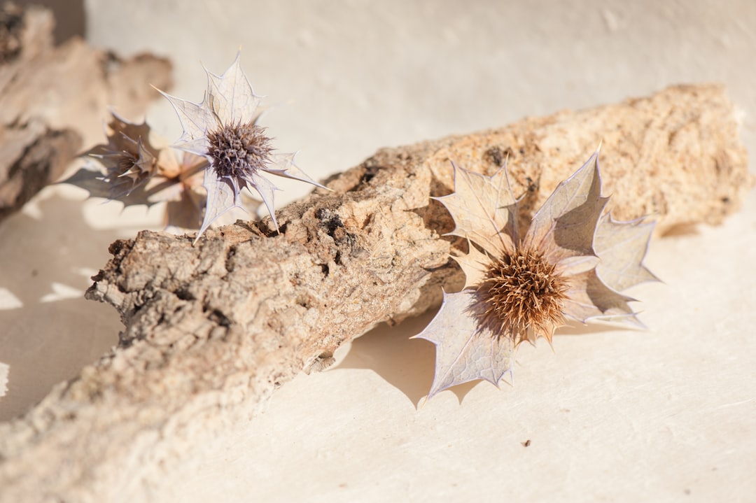 Detail Background Nature Aesthetic Beige Number 12