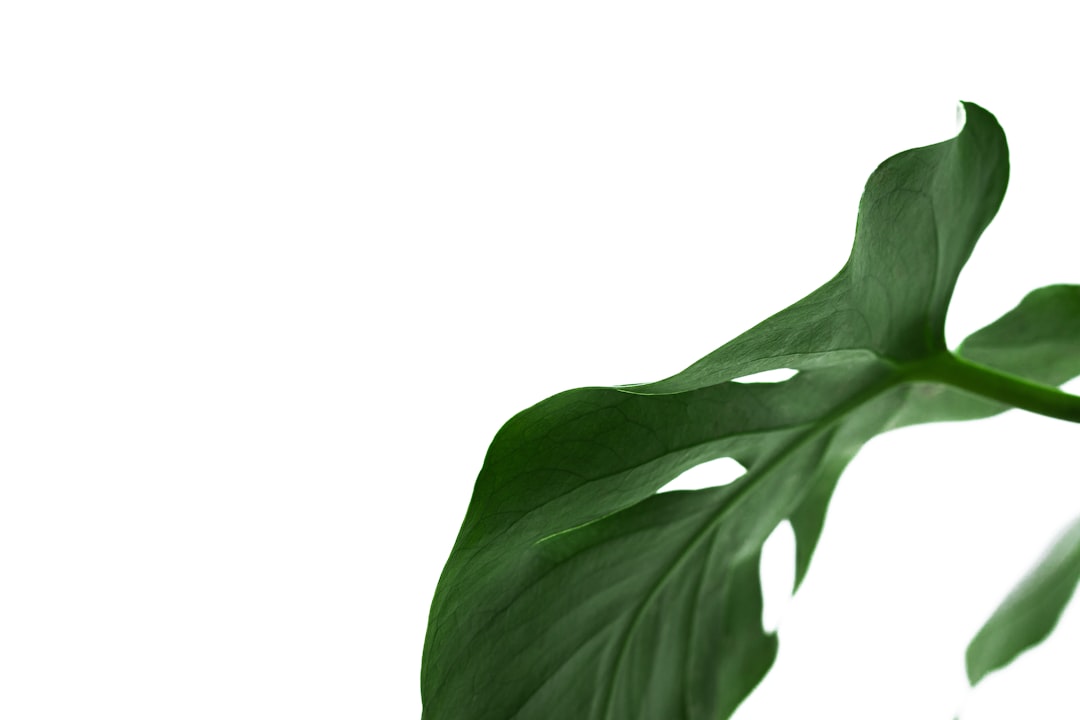 Gambar Daun Tropis Png Gratis 22e8