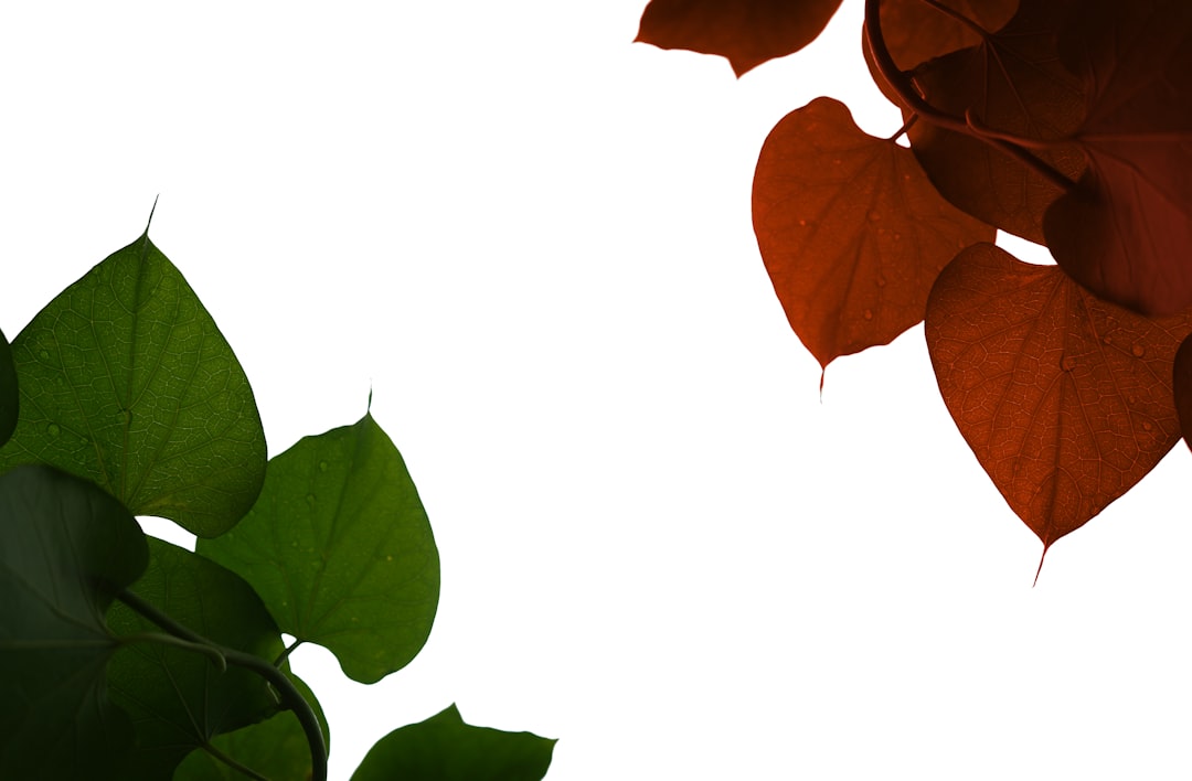 Detail Gambar Daun Tropis Png Gratis Number 7