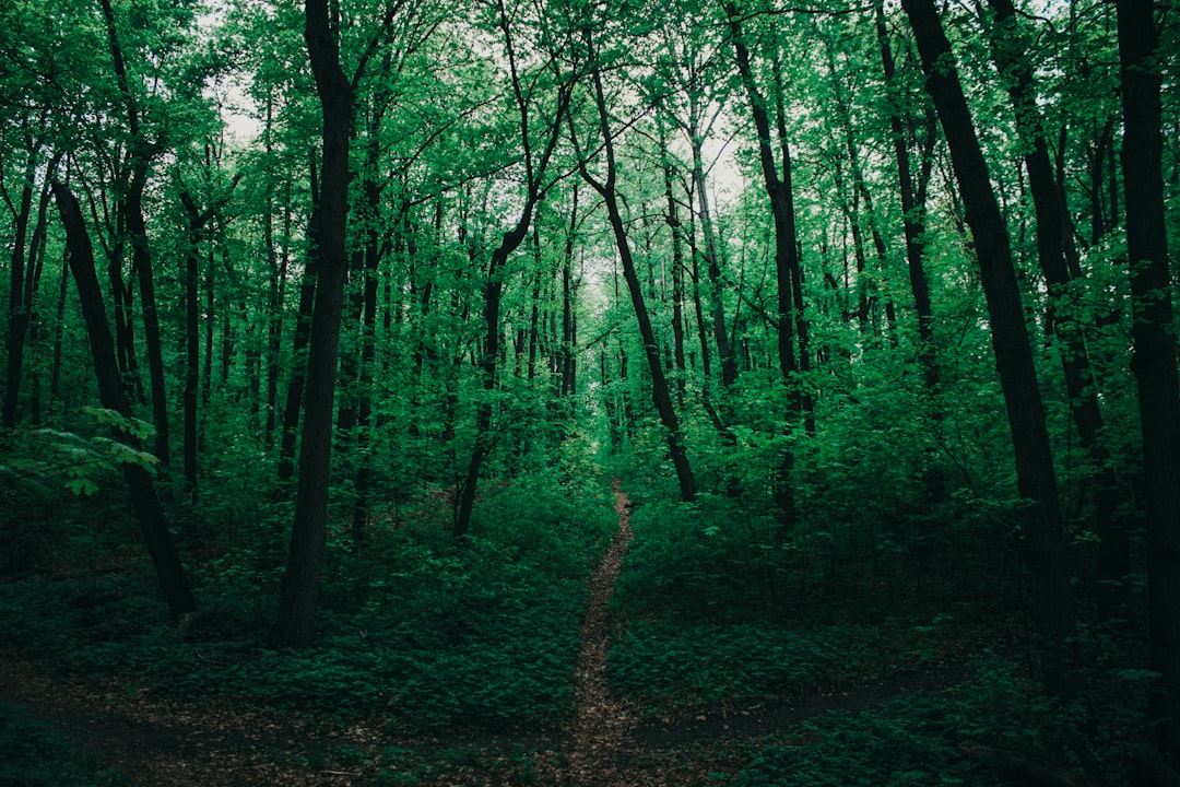 Detail Gambar Hutan Aesthetic Warna Hijau Number 6