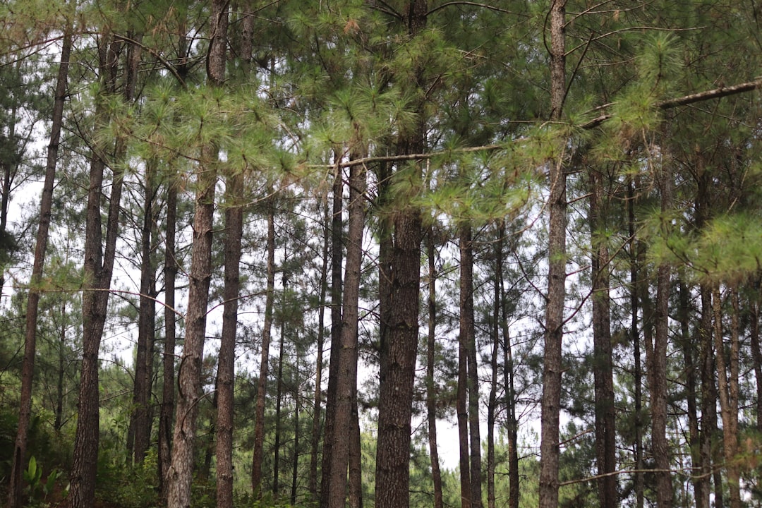 Detail Gambar Hutan Vector Untuk Desain Number 4