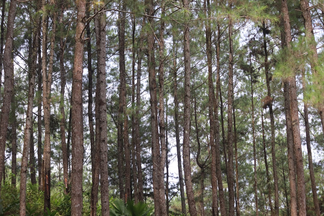 Detail Gambar Hutan Vector Untuk Desain Number 3